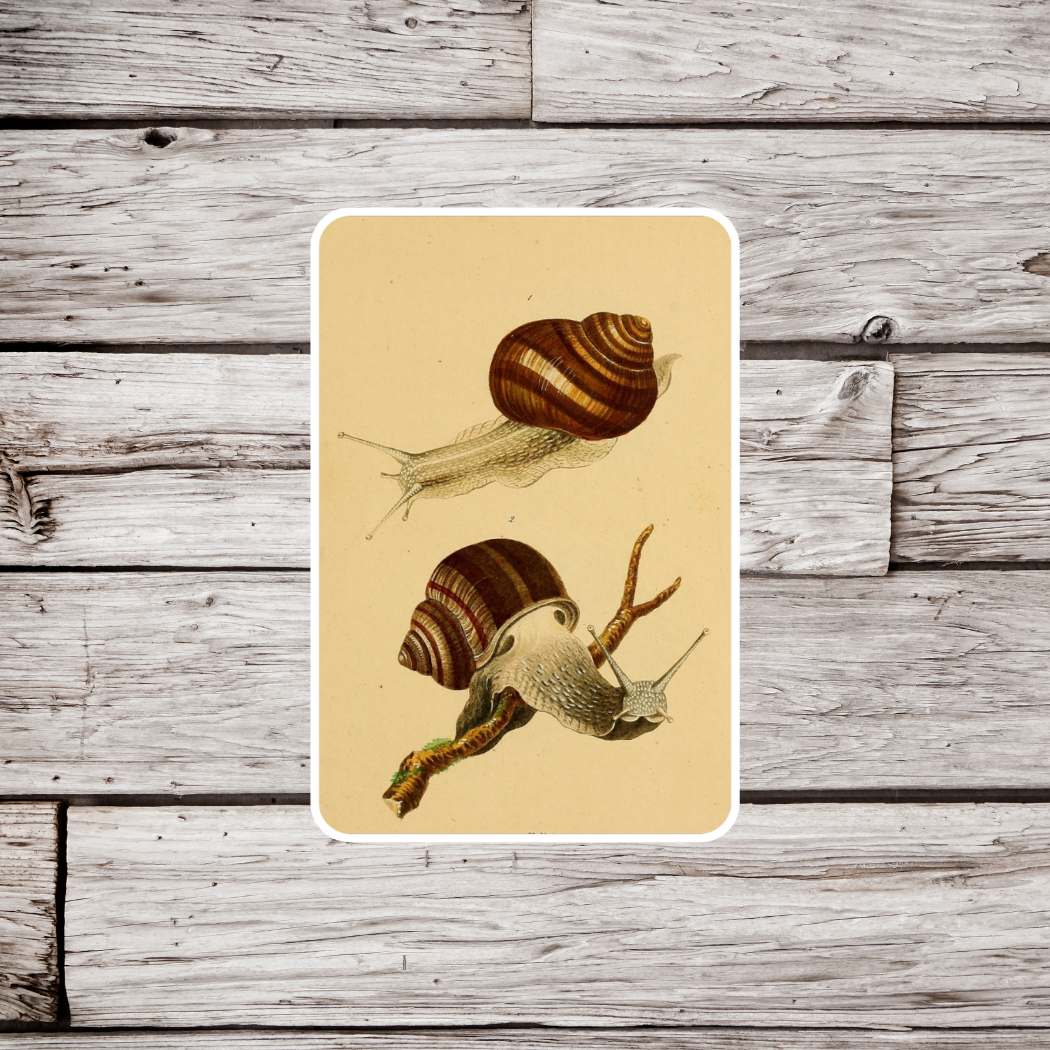 Snail Sticker