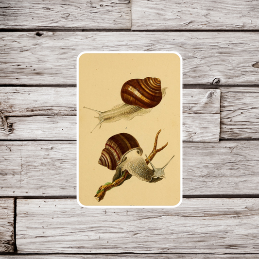 Snail Sticker