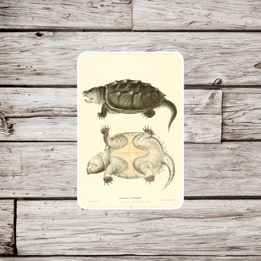 Snapping Turtle Sticker