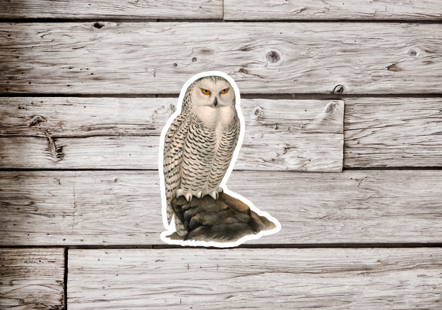 Snowy Owl Sticker