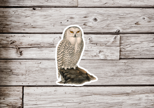 Snowy Owl Sticker or Magnet