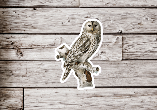 Snowy Owl Sticker or Magnet