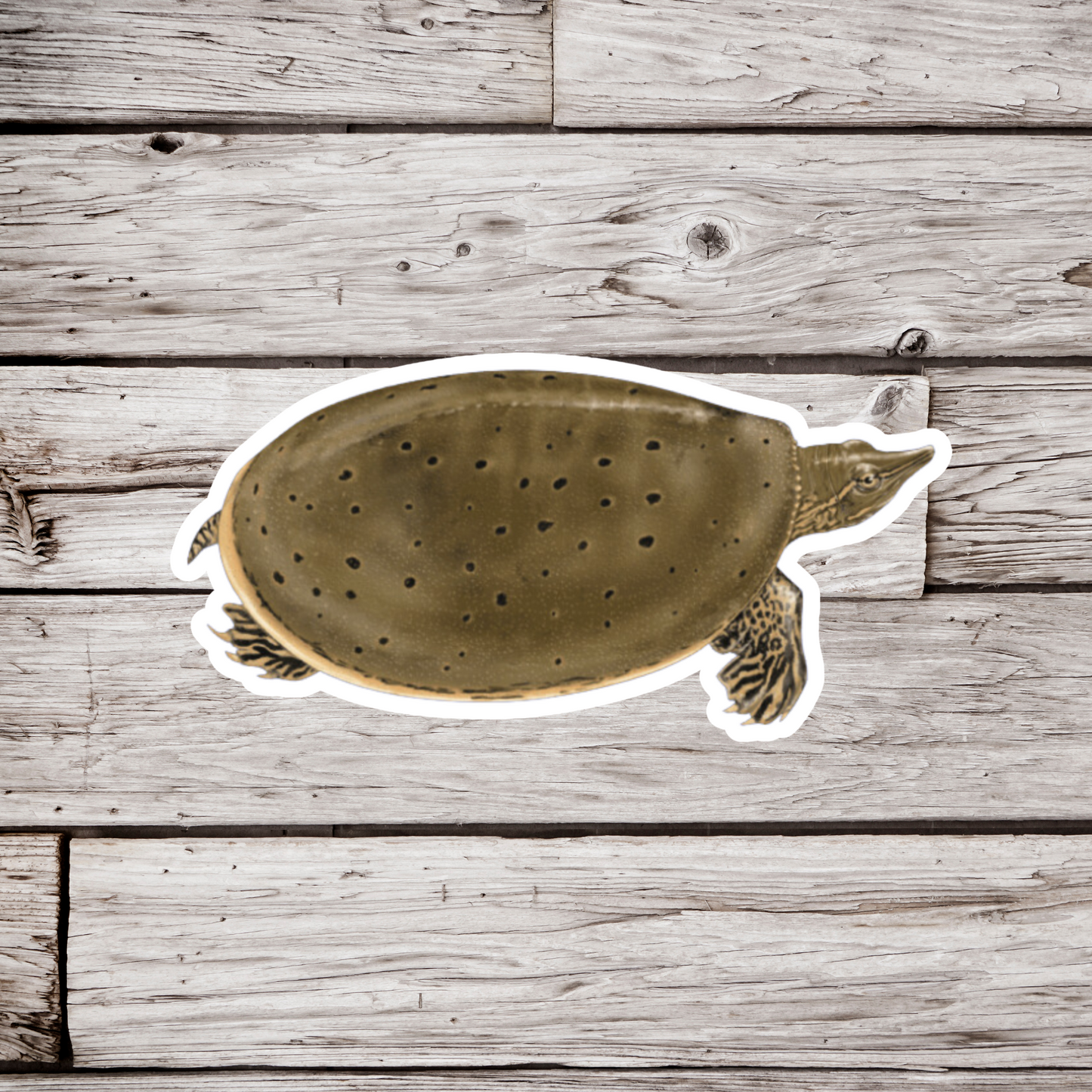 Soft Shell Turtle Sticker