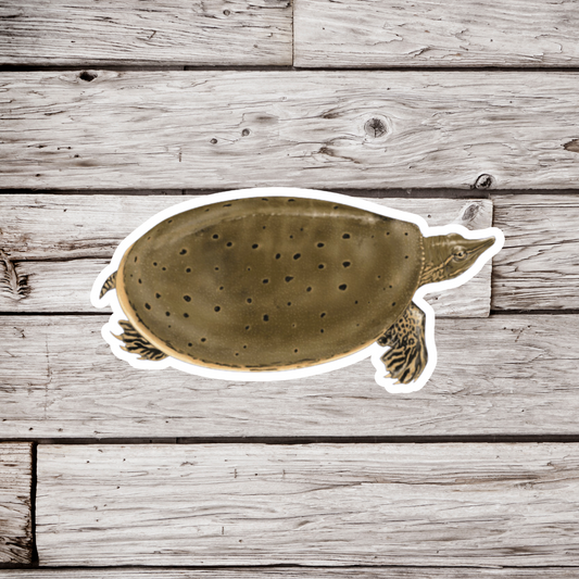 Soft Shell Turtle Sticker or Magnet