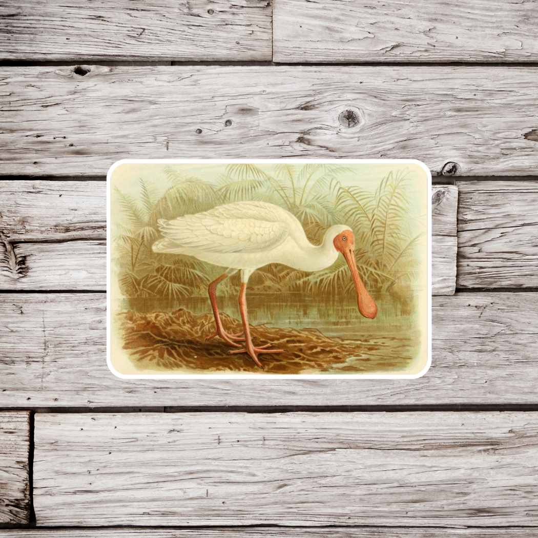 Spoonbill Sticker