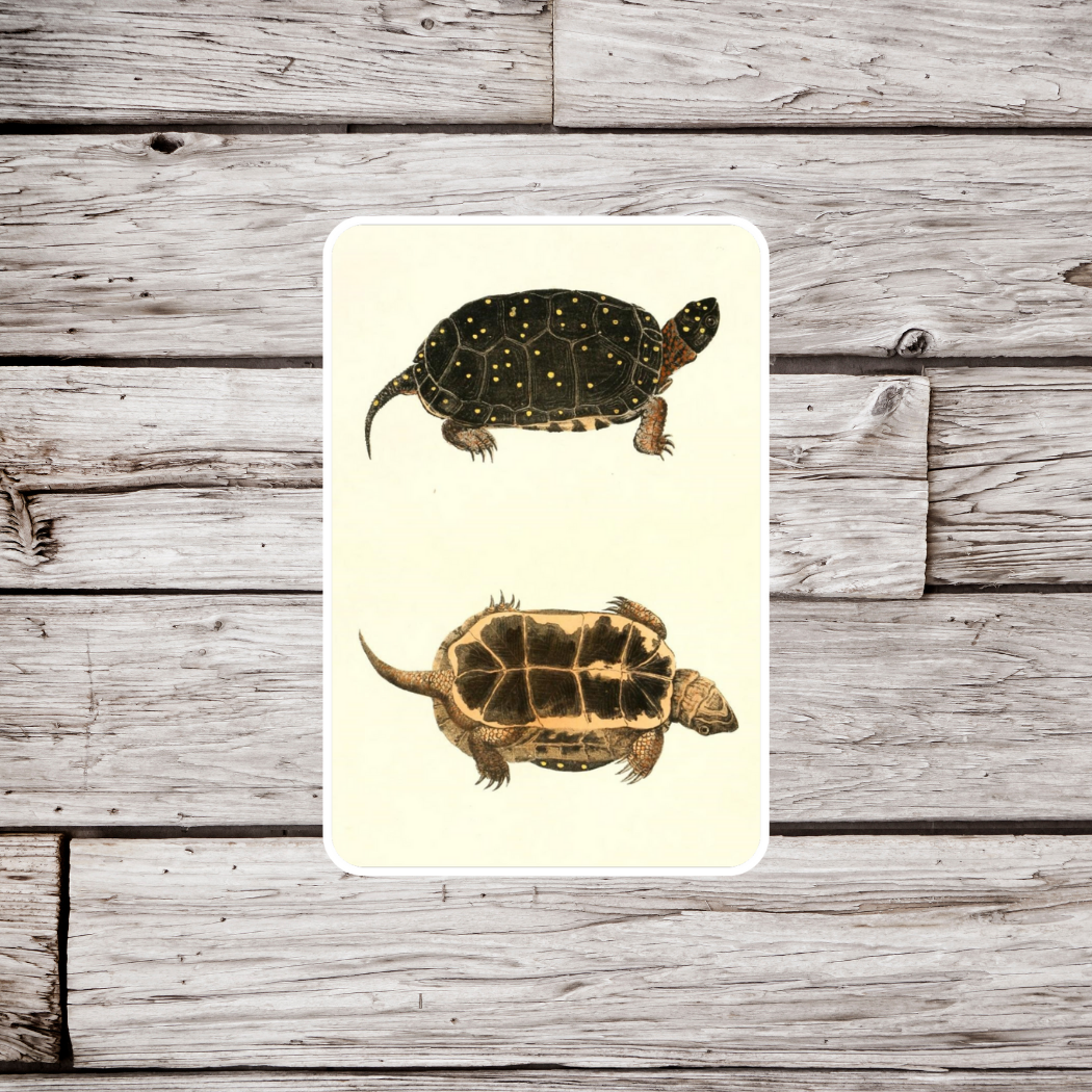 Spotted Turtle Sticker