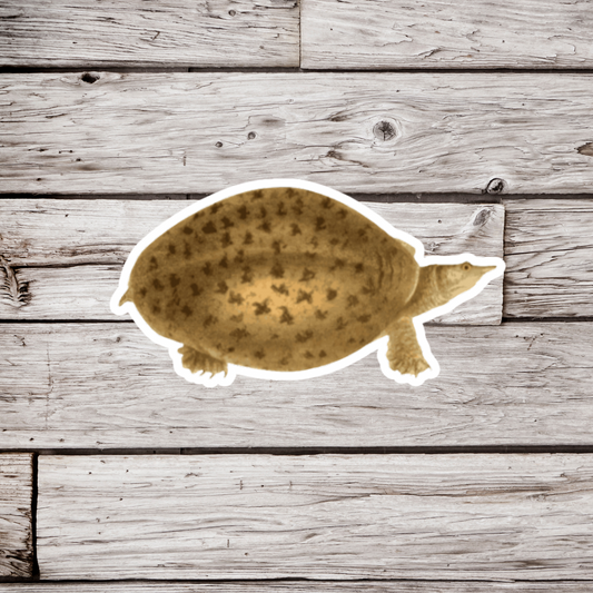 Spotted Turtle Sticker or Magnet