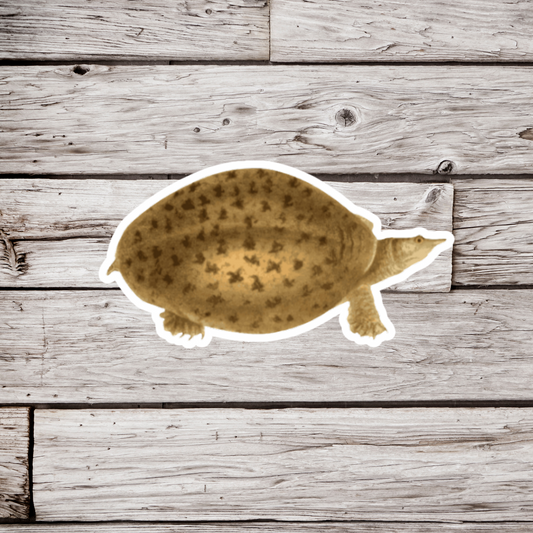 Spotted Turtle Sticker