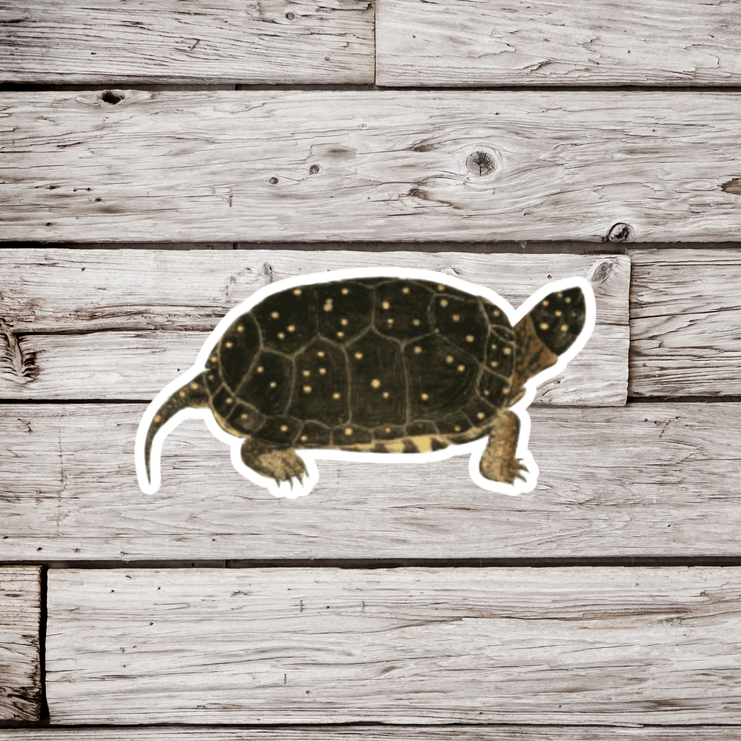 Spotted Turtle Bottom Sticker