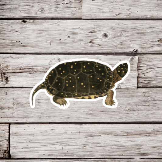 Spotted Turtle Bottom Sticker or Magnet