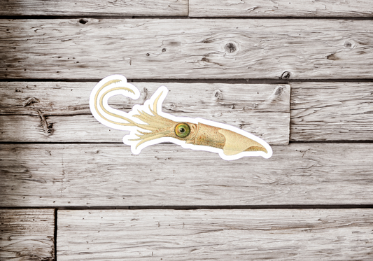 Colossal Squid Sticker or Magnet