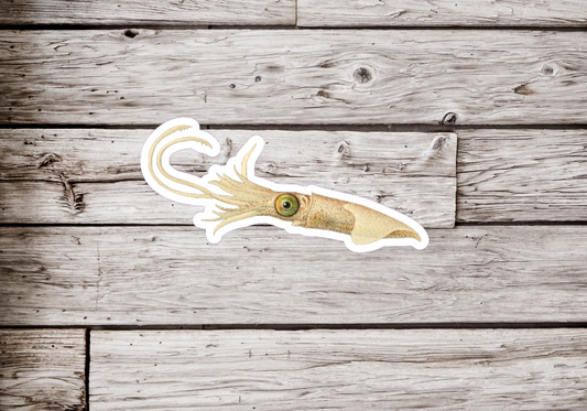 Colossal Squid Sticker