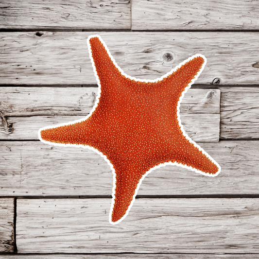 Starfish Sticker