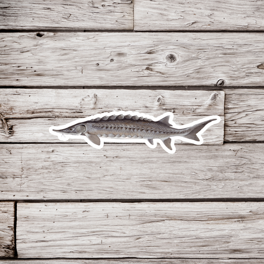 Sturgeon Sticker or Magnet