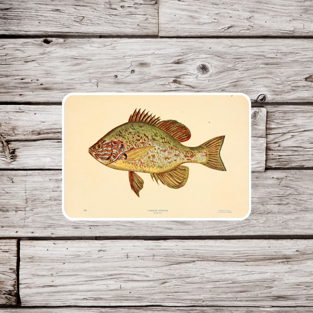 Sunfish Sticker