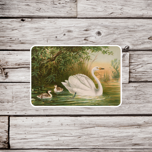 Swan Sticker, Natural History Sticker, Waterproof Sticker, Vintage Ornithology Sticker, Bird Sticker, Swan Sticker, Swan Magnet