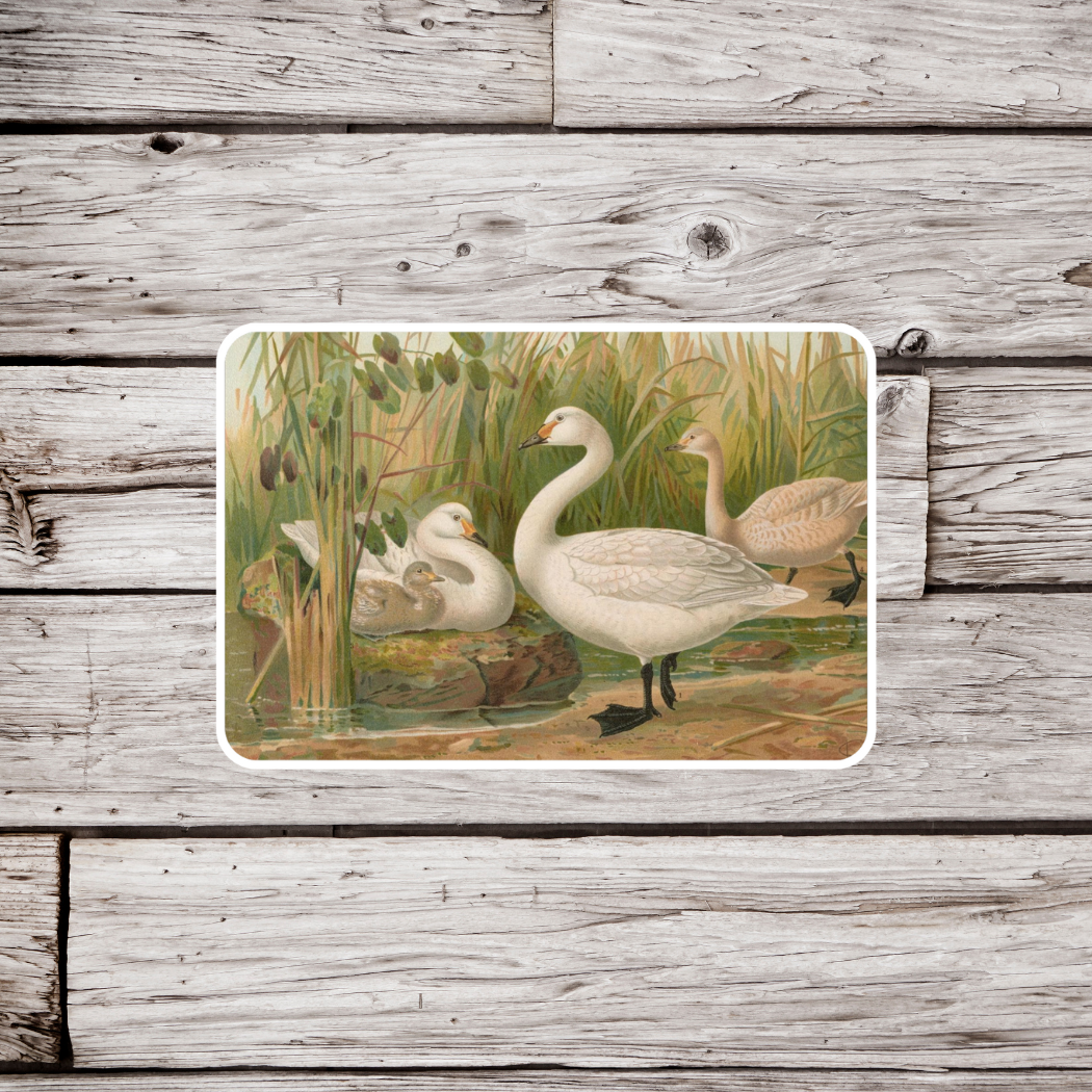 Swan Sticker, Natural History Sticker, Waterproof Sticker, Vintage Ornithology Sticker, Bird Sticker, Swan Sticker, Swan Magnet