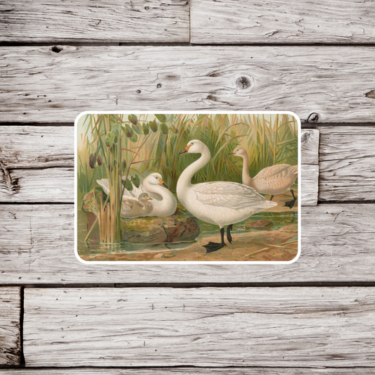 Swan Sticker, Natural History Sticker, Waterproof Sticker, Vintage Ornithology Sticker, Bird Sticker, Swan Sticker, Swan Magnet