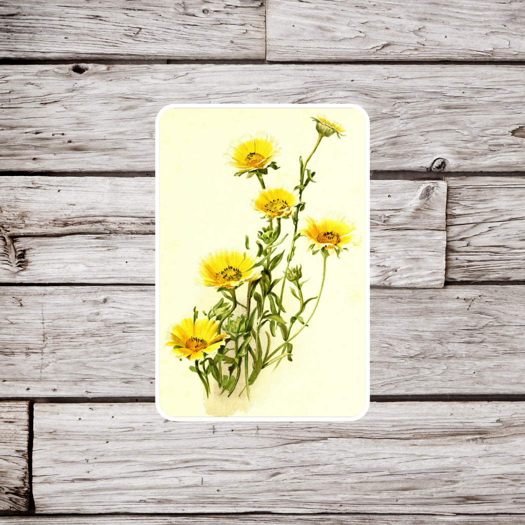 Tridax Daisy Sticker