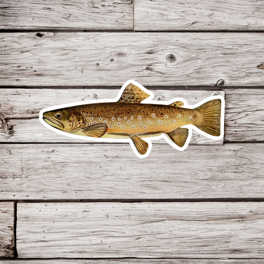 Brown Trout - Adult Male Sticker