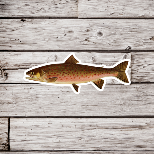 Dolly Varden Trout - Adult Male Sticker