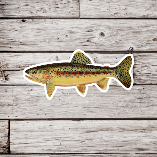 Golden Trout - Adult Male Sticker