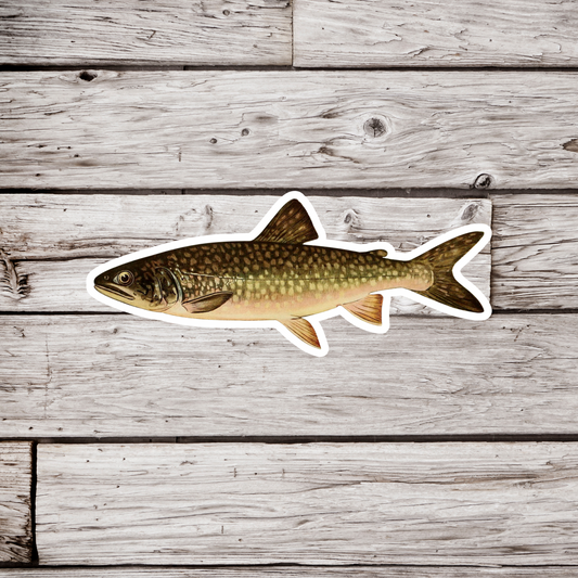 Rainbow Trout - Adult Male Sticker