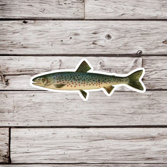 Rangeley Trout - Adult Male Sticker