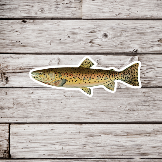 Red Throat Trout - Adult Male Sticker