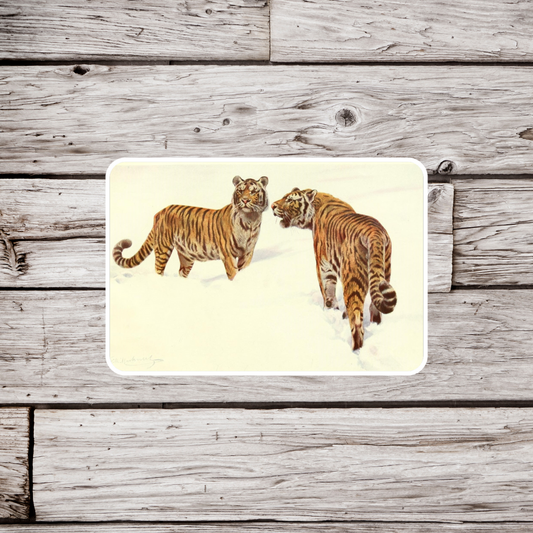 Tiger Sticker, Natural History Sticker, Waterproof Sticker, Vintage Animal Sticker, Tiger Sticker, Tiger Magnet