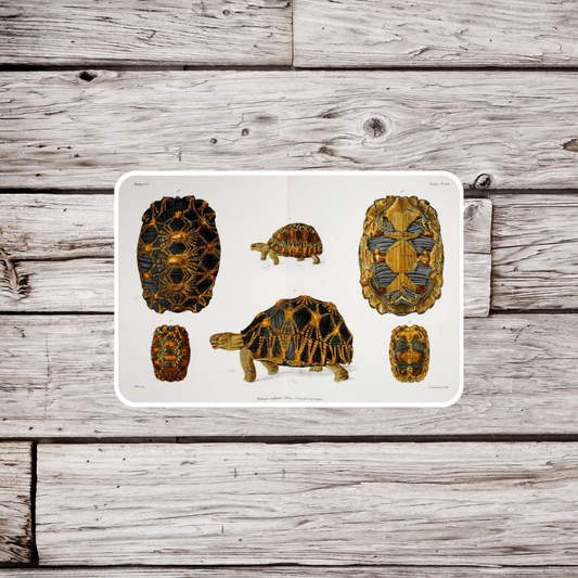 Tortoise Sticker, Natural History Sticker, Waterproof Sticker, Vintage Tortoise Sticker, Animal Sticker, Turtle Sticker, Tortoise Magnet