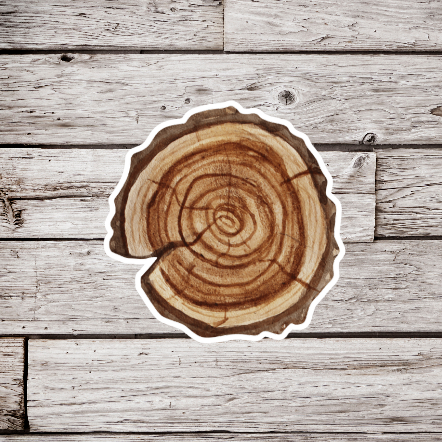 Tree Slice Sticker