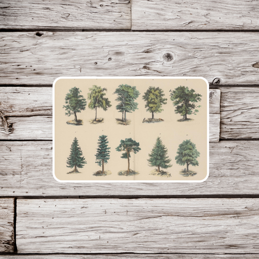 Tree Sticker, Natural History Sticker, Waterproof Sticker, Vintage Botanical Sticker, Forest Sticker, Tree Sticker, Tree Magnet
