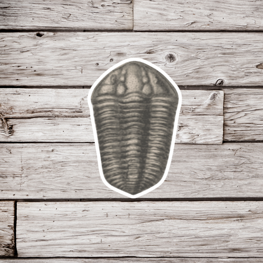 Trilobite Fossil Sticker