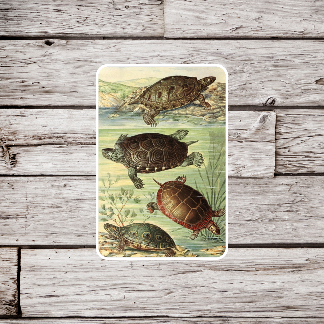 Turtle Sticker