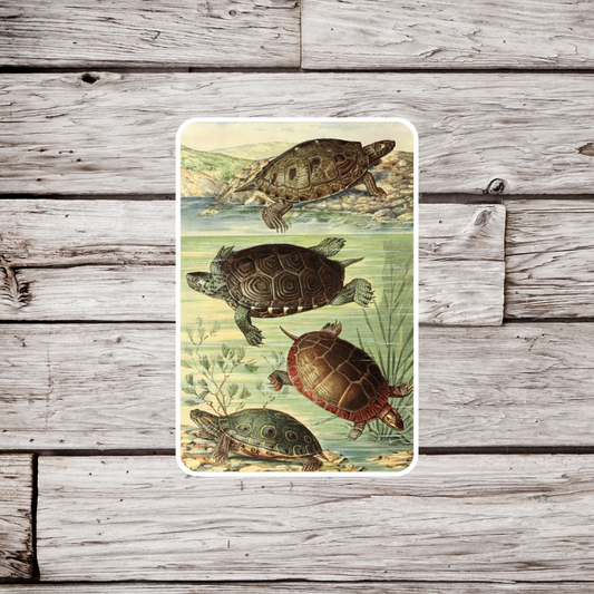 Turtle Sticker, Natural History Sticker, Waterproof Sticker, Vintage Turtle Sticker, Tortoise Sticker, Turtle Sticker, Turtle Magnet