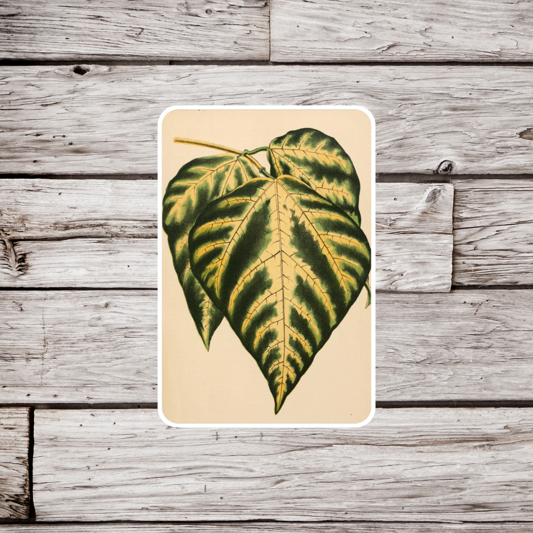 Variegated Sunshine Tree Leaf Sticker