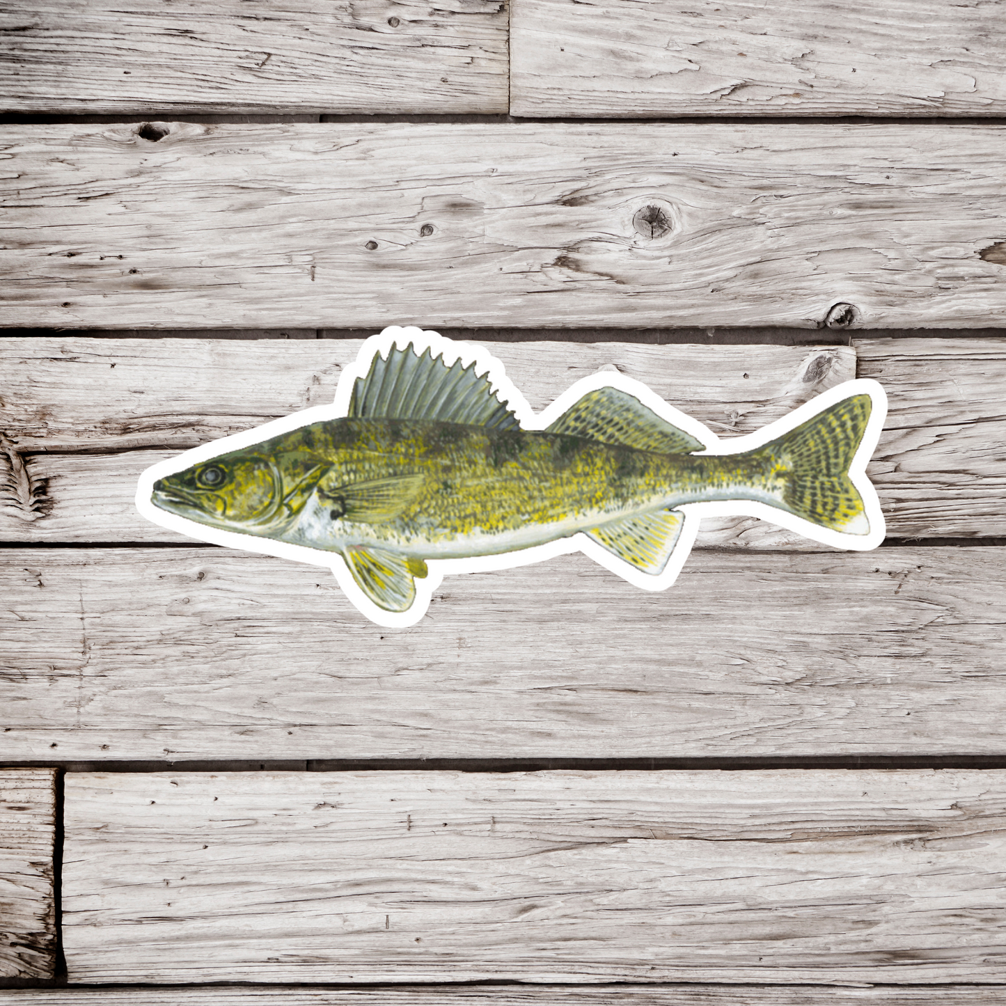 Walleye Sticker