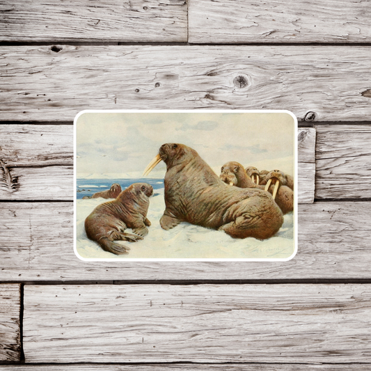 Walrus Sticker, Natural History Sticker, Waterproof Sticker, Vintage Walrus Sticker, Walrus Sticker, Walrus Magnet