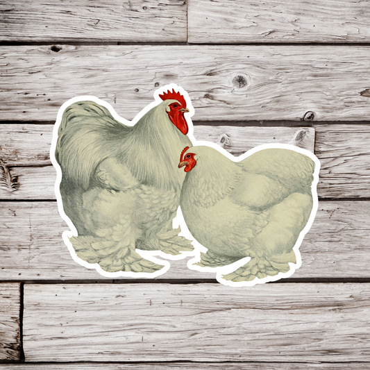 White Cochin Chickens Sticker