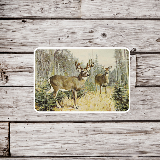 White Tail Deer Sticker, Natural History Sticker, Waterproof Sticker, Vintage Deer Sticker, Buck Sticker, Deer Sticker, Deer Magnet