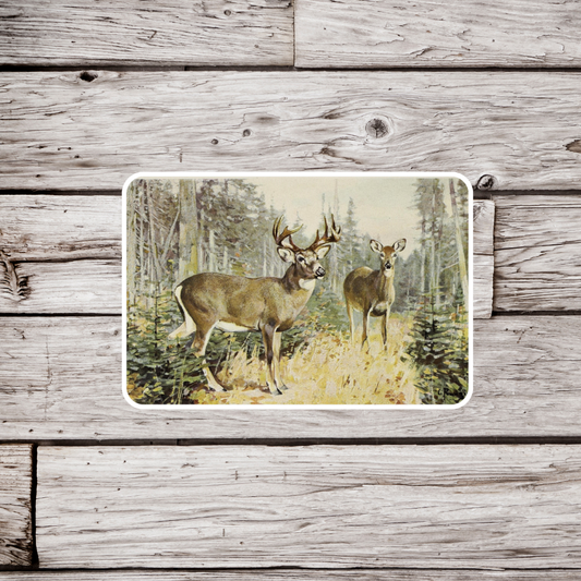 White Tail Deer Sticker