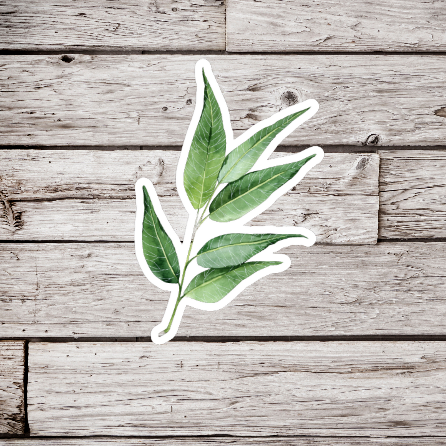 Willow Leaf Sticker