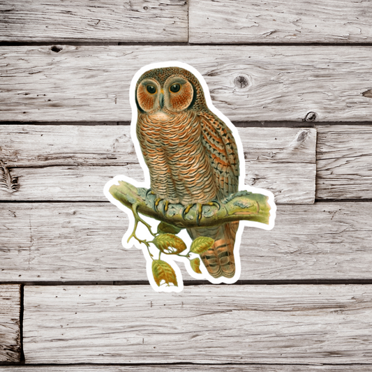 Wood Owl Sticker or Magnet