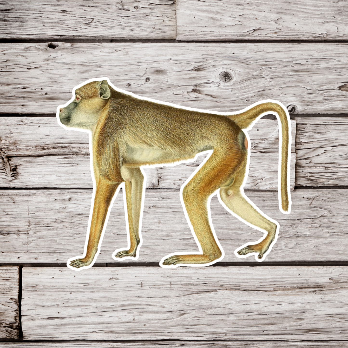 Yellow Baboon Sticker