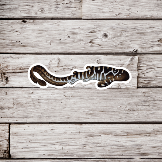 Zebra Shark Sticker