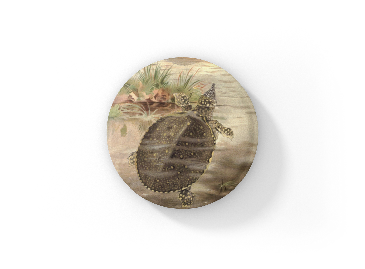 Spotted Turtle Pin Back Button, Magnet, Keychain