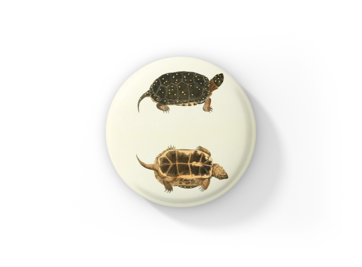 Spotted Turtle Pin Back Button, Magnet, Keychain