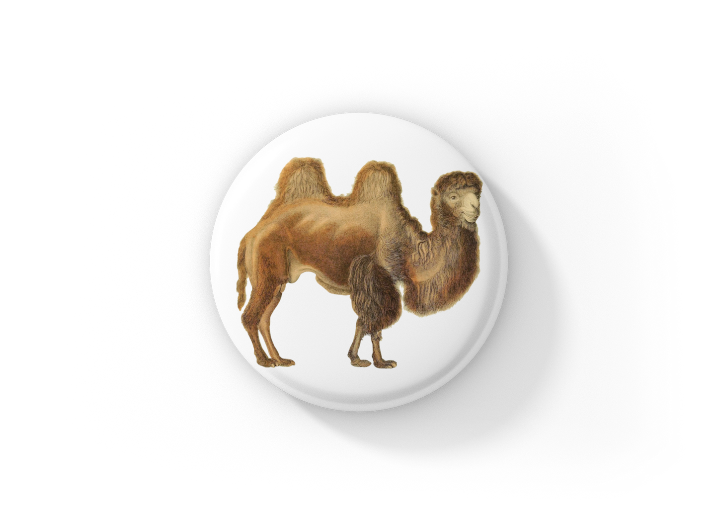 Camel Pin Back Button, Magnet, Keychain