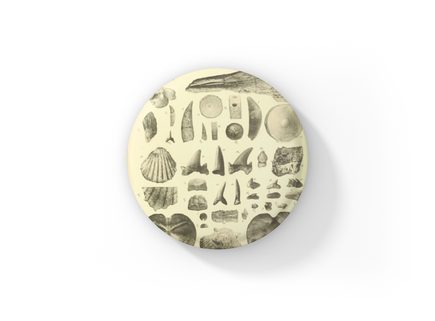 Ocean Fossils Pin Back Button, Magnet, Keychain